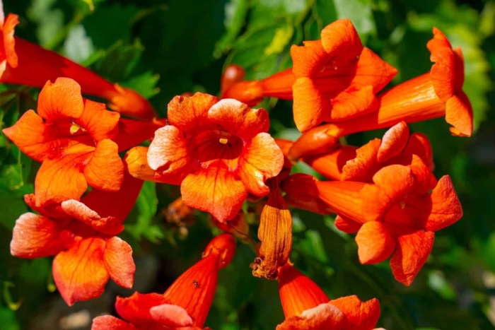 Campsis radicans