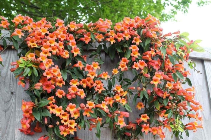 Bignonia capreolata tangerine
