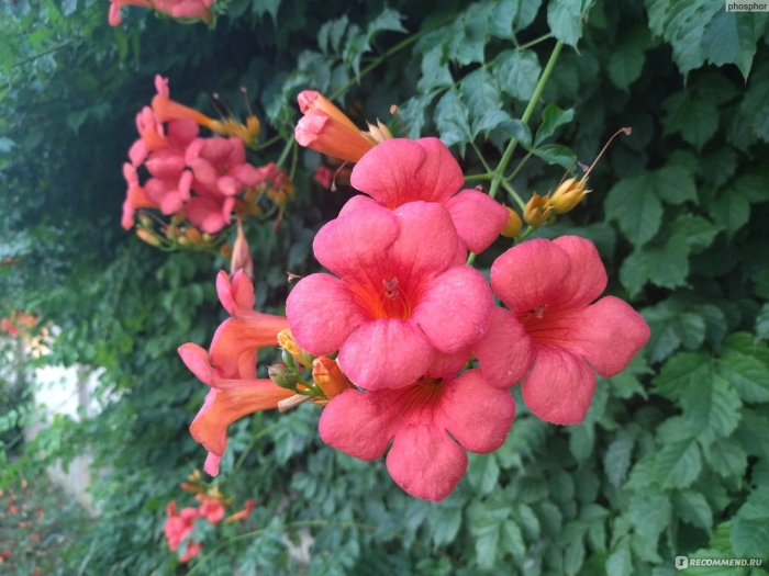 Лиана многолетняя кампсис