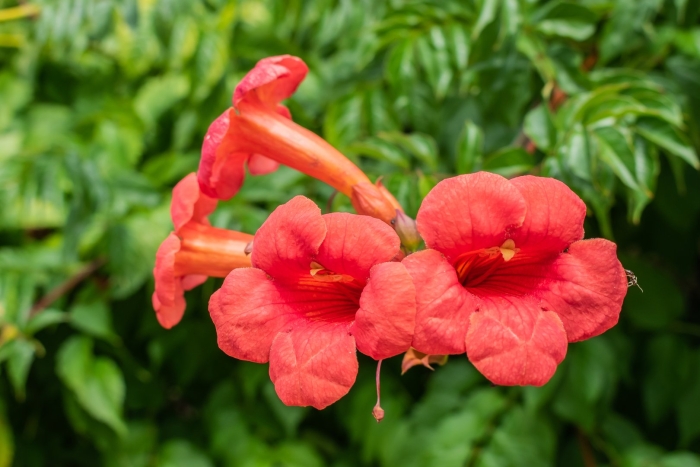 Кампсис лиана