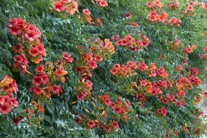 Кампсис укореняющийся (текома)