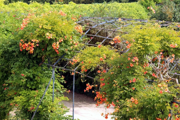 Кампсис лиана