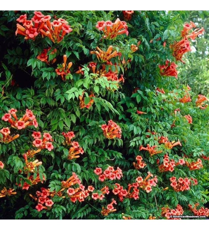 Кампсис лиана