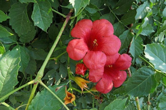 Кампсис лиана