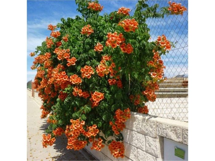 Текома кампсис