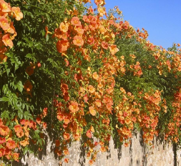 Древовидная лиана кампсис