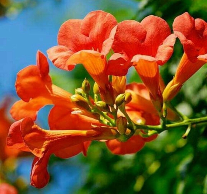 Кампсис укореняющийся габор