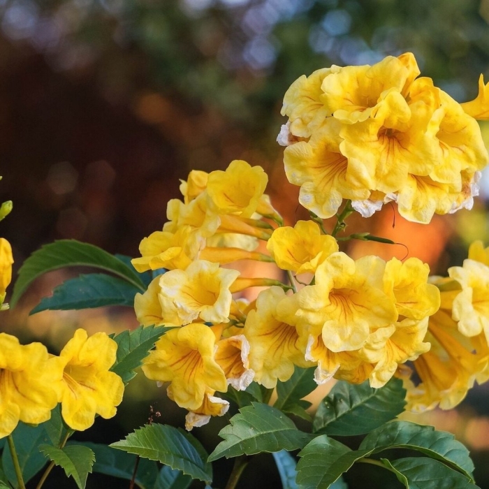 Текома кампсис