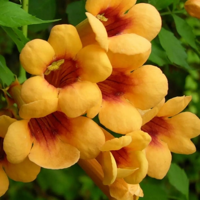 Текома кампсис