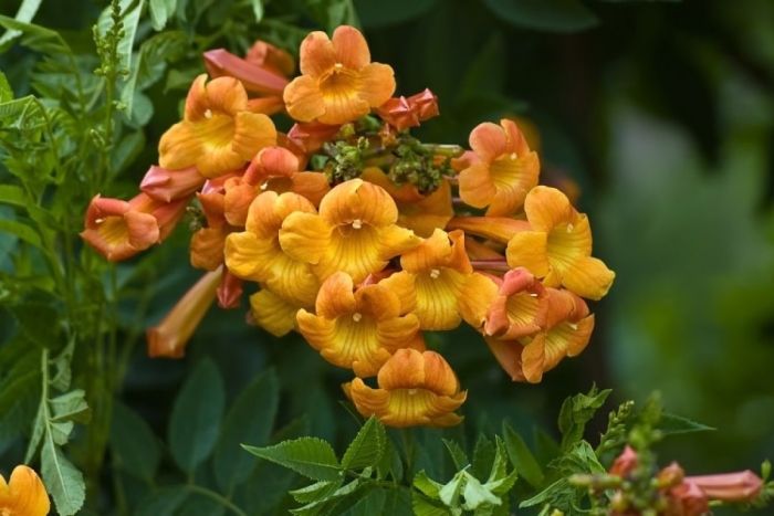 Кампсис лиана