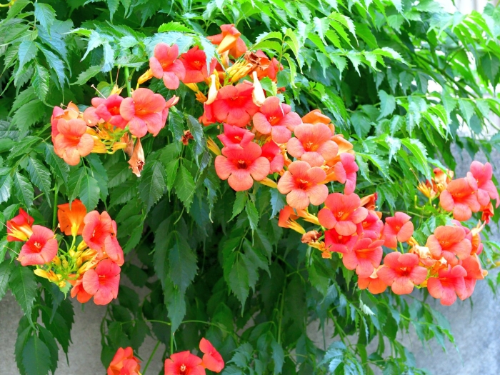 Кампсис лиана