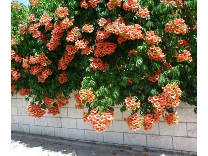 Лиана многолетняя кампсис