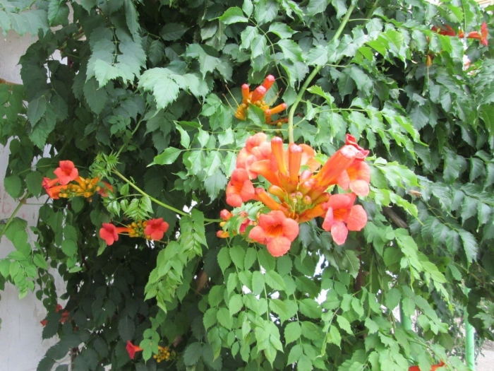 Кампсис лиана