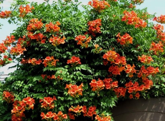 Текома кампсис