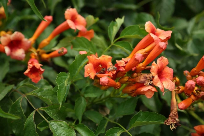 Кампсис лиана