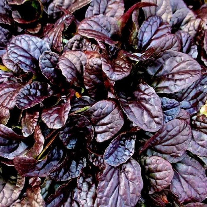 Живучка ползучая махагон