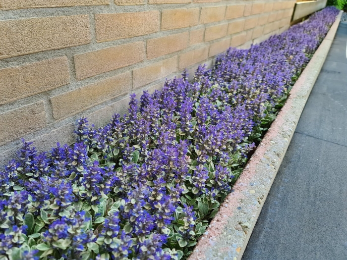 Живучка ползучая ajuga reptans