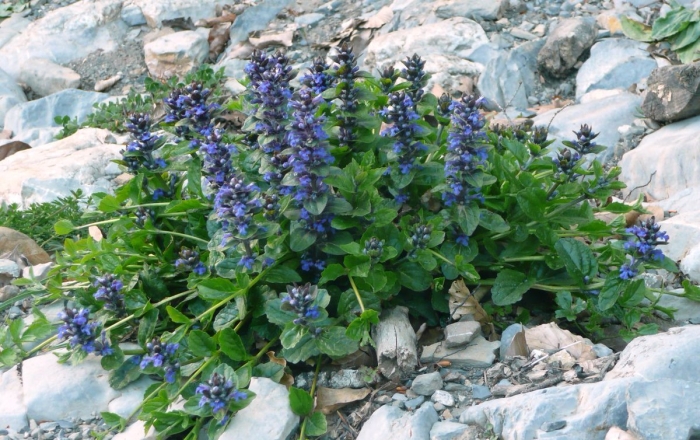 Живучка ползучая растение