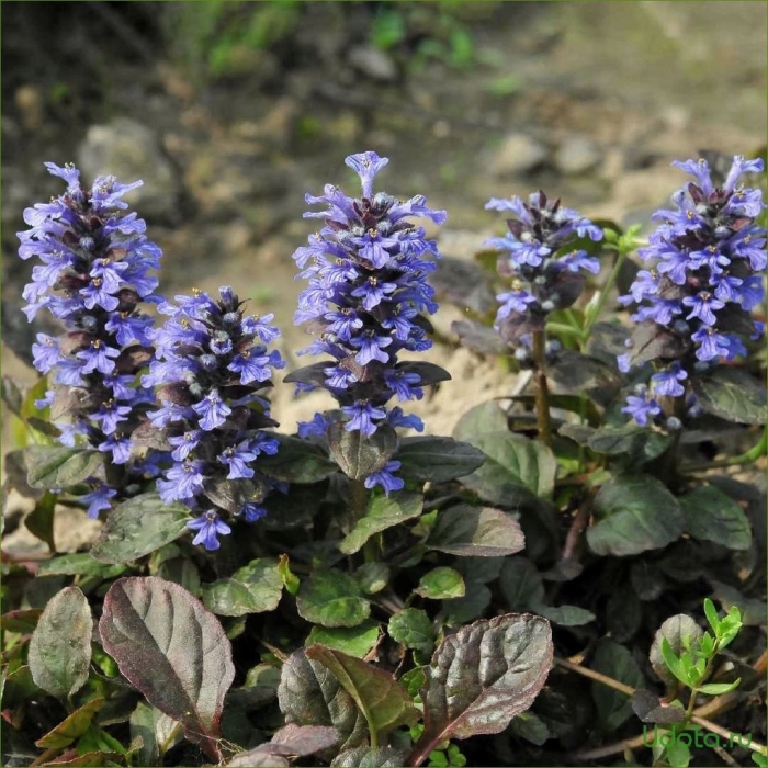 Живучка ползучая ajuga reptans