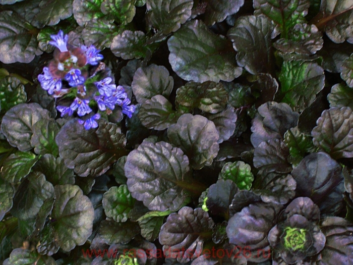 Живучка ползучая ajuga reptans