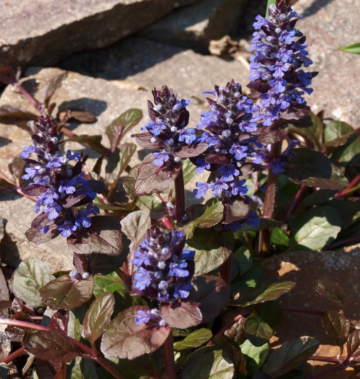 Живучка ползучая ajuga reptans