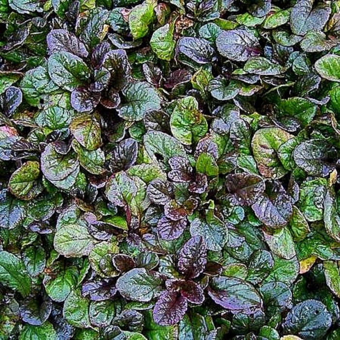 Живучка ползучая ajuga reptans