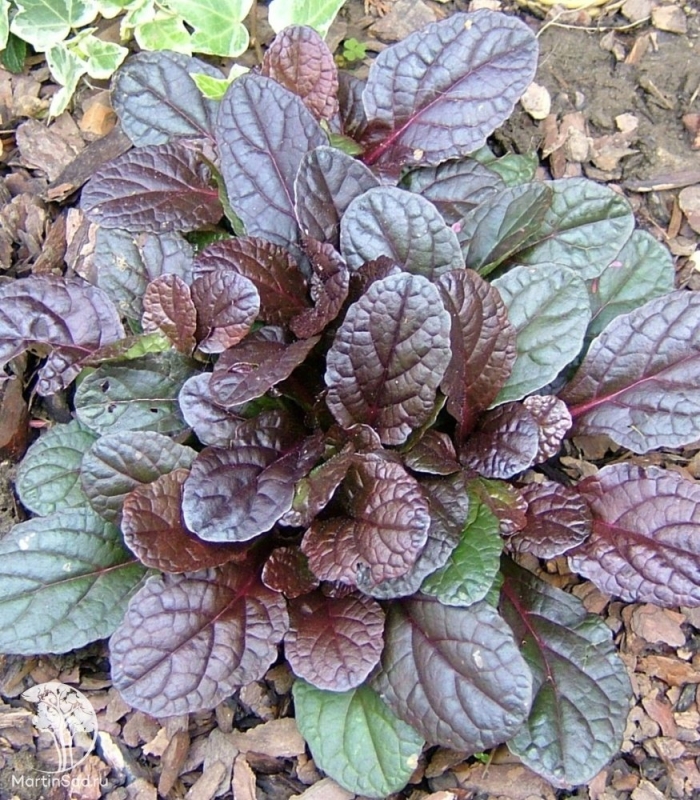 Живучка ползучая атропурпуреа