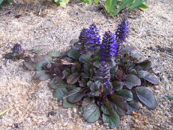 Живучка ползучая ajuga reptans