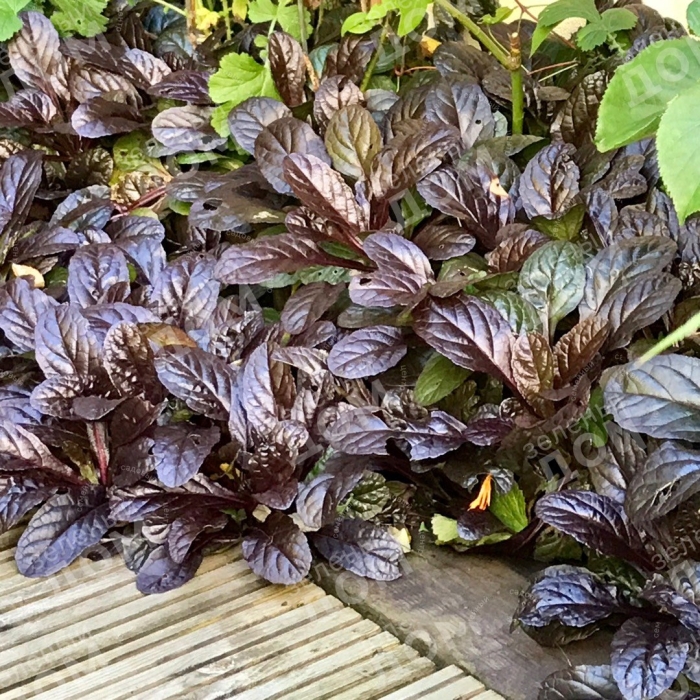 Живучка ползучая блэк скэллоп