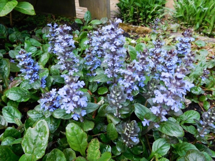 Живучка ползучая ajuga reptans