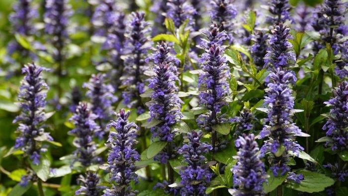 Живучка ползучая ajuga reptans