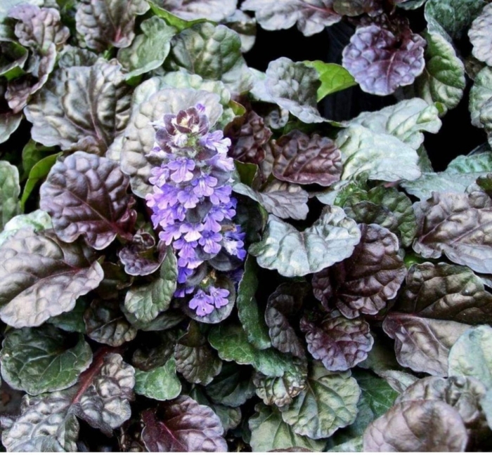 Живучка блэк скэллоп