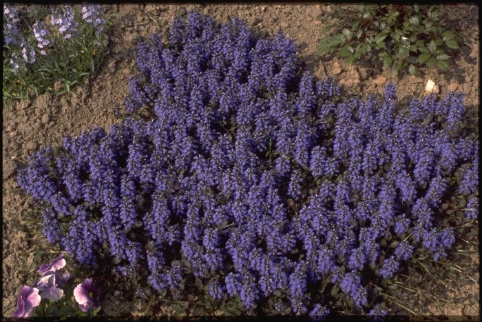 Живучка атропурпуреа