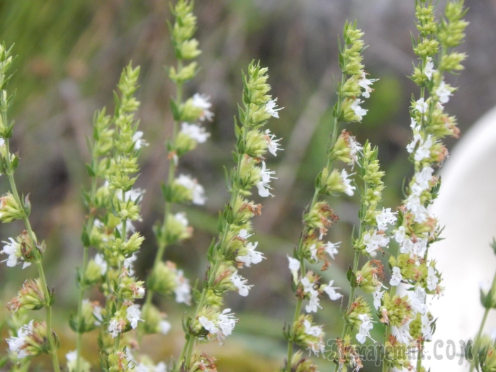 Зюзник европейский