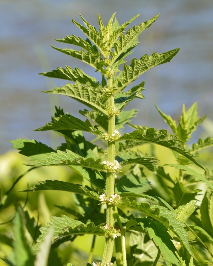 Крапива двудомная urtica dioica