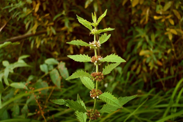 Зюзник европейский