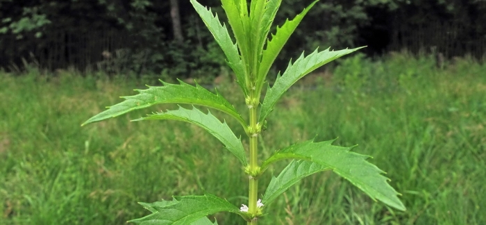 Зюзник виргинский