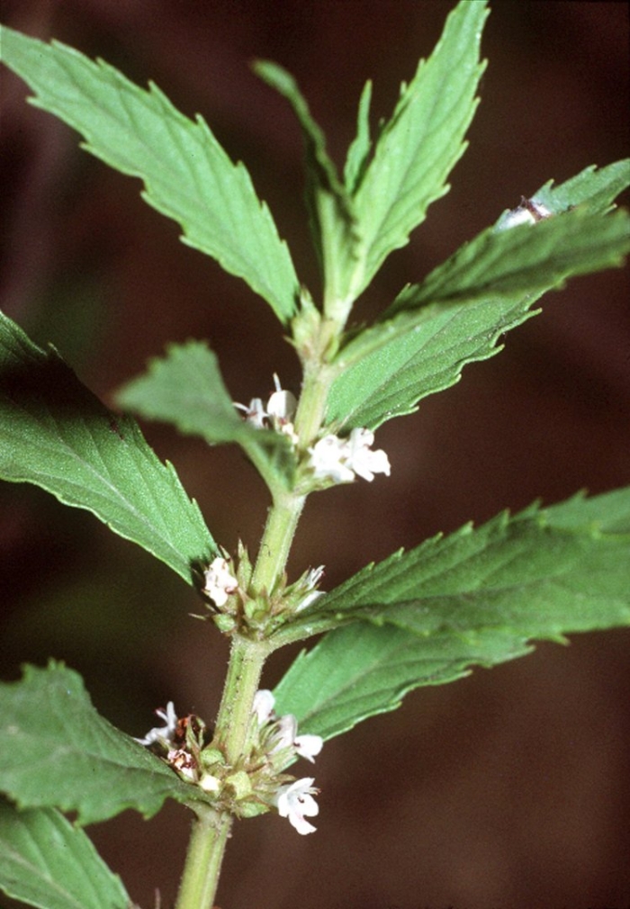 Зюзник виргинский