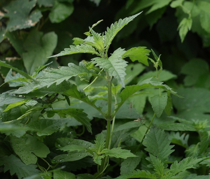 Зюзник виргинский