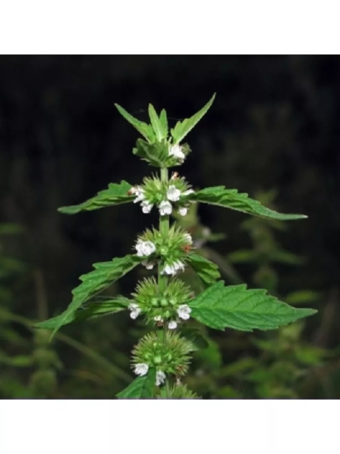 Зюзник европейский