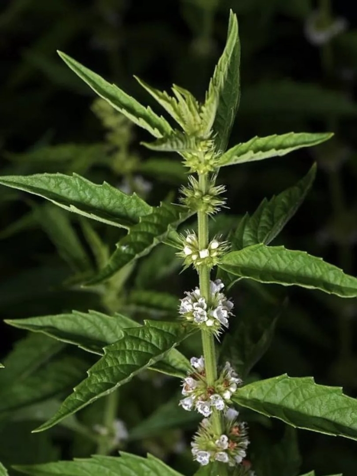 Зюзник трава