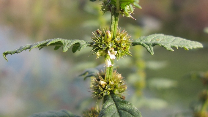 Зюзник европейский