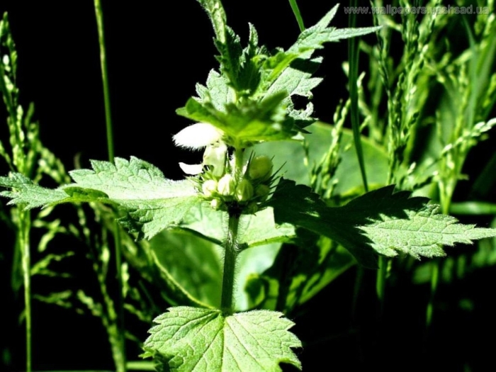 Яснотка белая глухая крапива