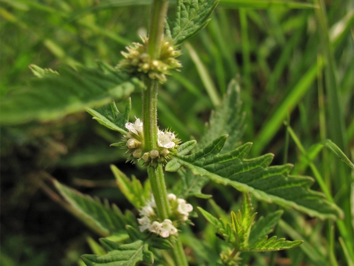 Зюзник европейский