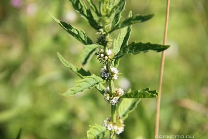 Зюзник виргинский