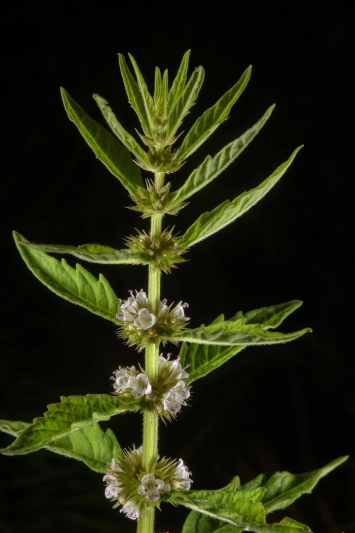 Крапива болотная зюзник европейский