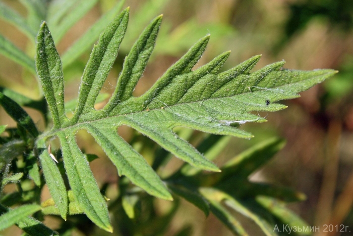 Амброзии полыннолистной