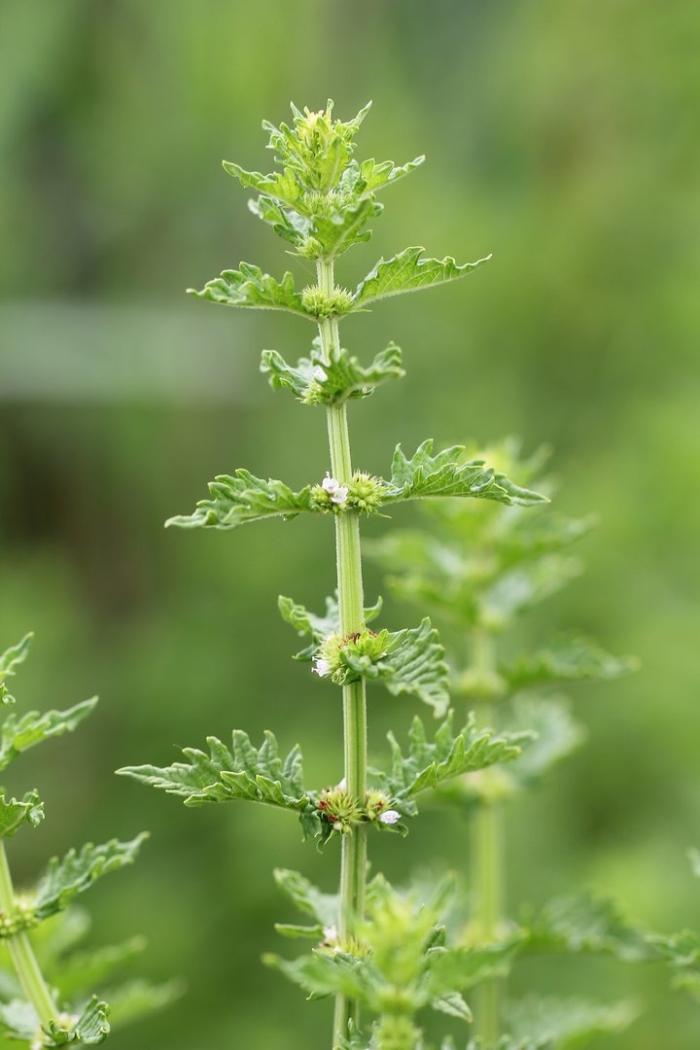 Шандра обыкновенная (marrubium vulgare l.)