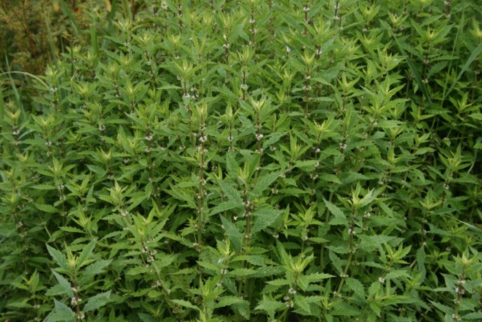 Зюзник европейский трава