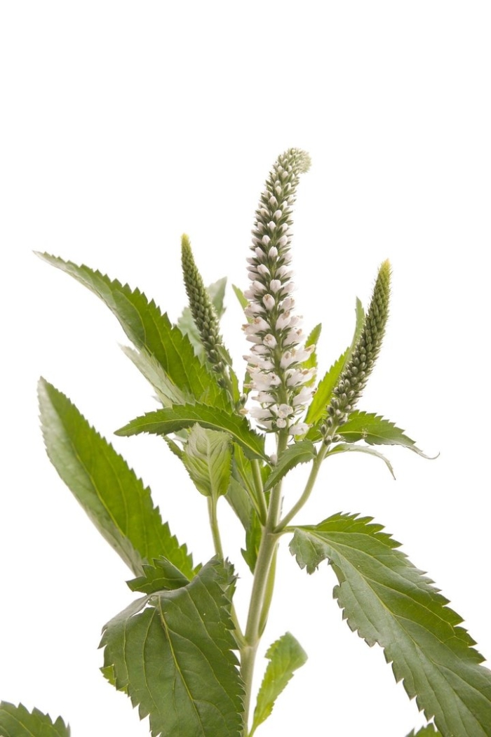 Вероника длиннолистная 'schneeriesin'